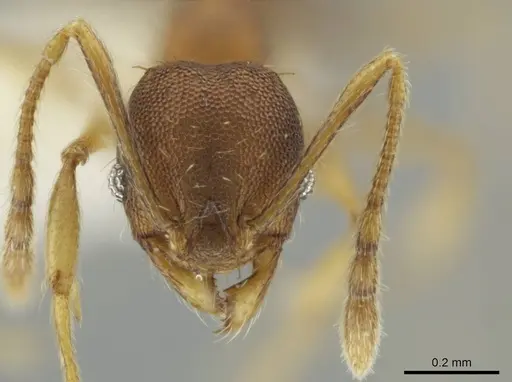 Pheidole tuxtlasana - CASENT0640546