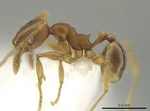 Pheidole tuxtlasana - CASENT0640546