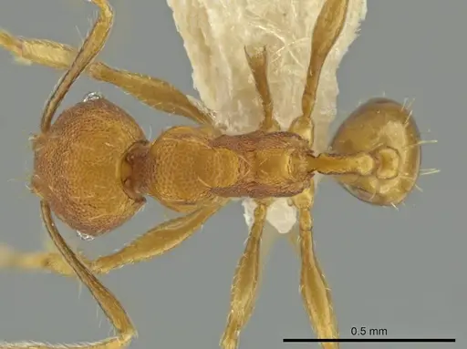 Pheidole tuxtlasana - CASENT0645885