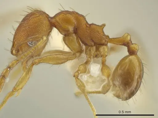 Pheidole tuxtlasana - CASENT0645885