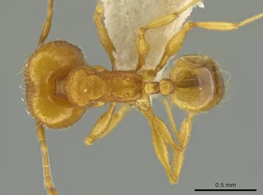 Pheidole tuxtlasana - JTLC000016564