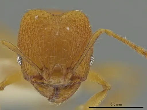 Pheidole tuxtlasana - JTLC000016564