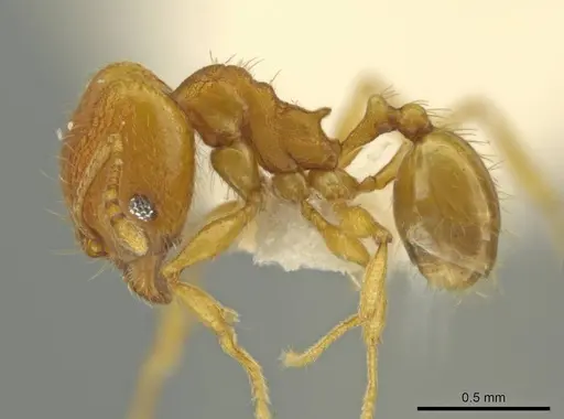 Pheidole tuxtlasana - JTLC000016564