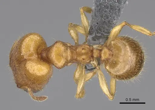 Pheidole typhlos specimen