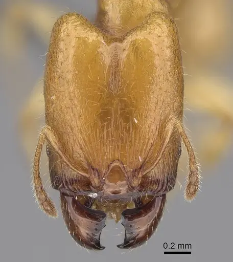 Pheidole typhlos specimen