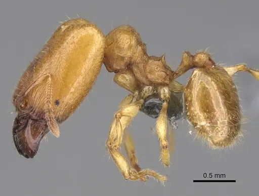 Pheidole typhlos specimen