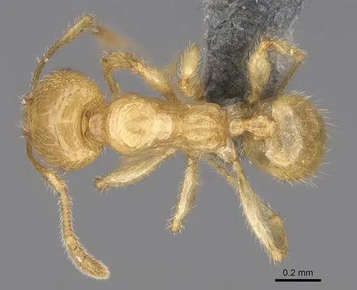 Pheidole typhlos - CASENT0279340