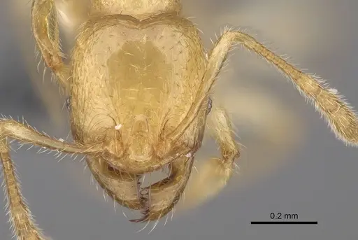 Pheidole typhlos - CASENT0279340
