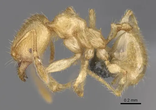 Pheidole typhlos - CASENT0279340