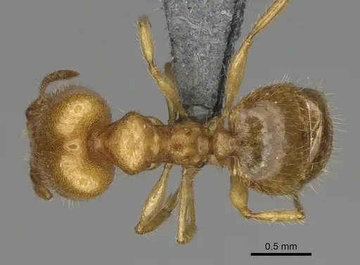 Pheidole typhlos - CASENT0302953