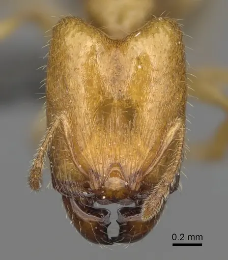Pheidole typhlos - CASENT0302953