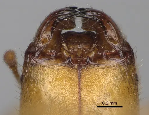 Pheidole typhlos - CASENT0302953