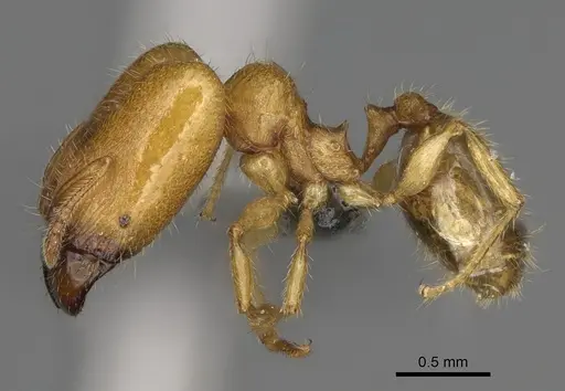 Pheidole typhlos - CASENT0302953