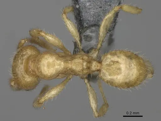 Pheidole typhlos - CASENT0923217