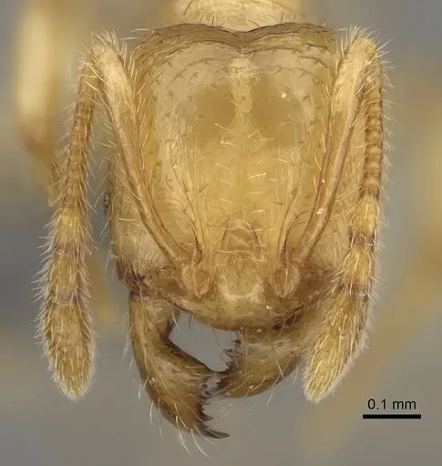 Pheidole typhlos - CASENT0923217