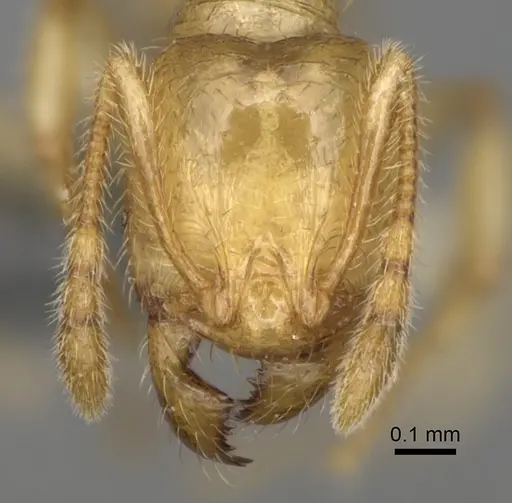 Pheidole typhlos - CASENT0923217