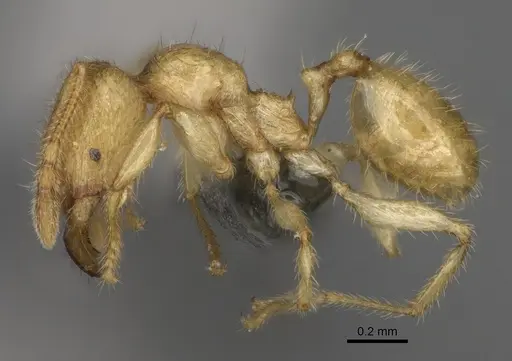 Pheidole typhlos - CASENT0923217