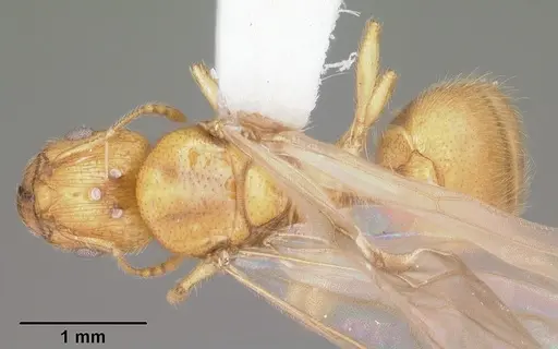 Pheidole tysoni specimen