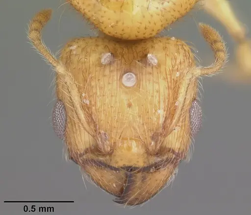 Pheidole tysoni specimen