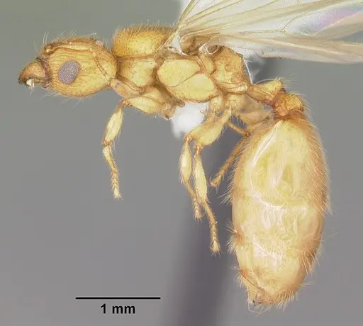Pheidole tysoni specimen