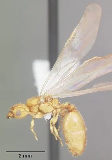 Pheidole tysoni - CASENT0104425