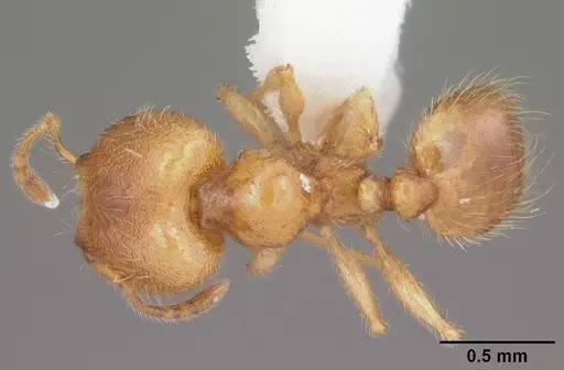 Pheidole tysoni - CASENT0104426
