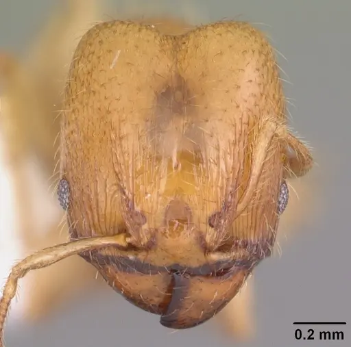 Pheidole tysoni - CASENT0104426