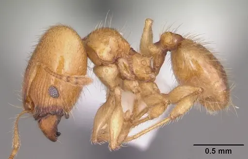 Pheidole tysoni - CASENT0104426