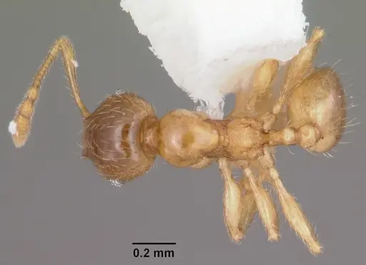 Pheidole tysoni - CASENT0104427