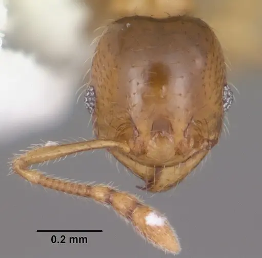 Pheidole tysoni - CASENT0104427