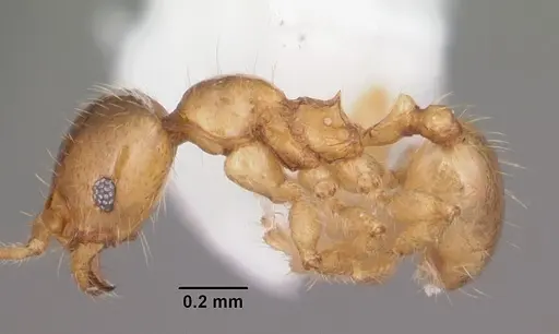 Pheidole tysoni - CASENT0104427