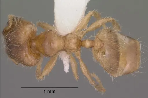 Pheidole tysoni - CASENT0104453
