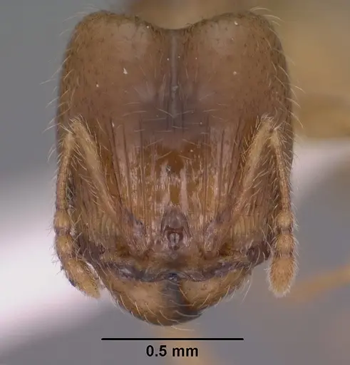 Pheidole tysoni - CASENT0104453