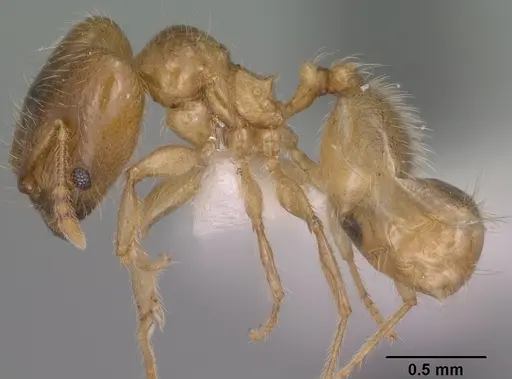 Pheidole tysoni - CASENT0104453