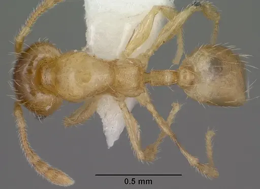 Pheidole tysoni - CASENT0104454