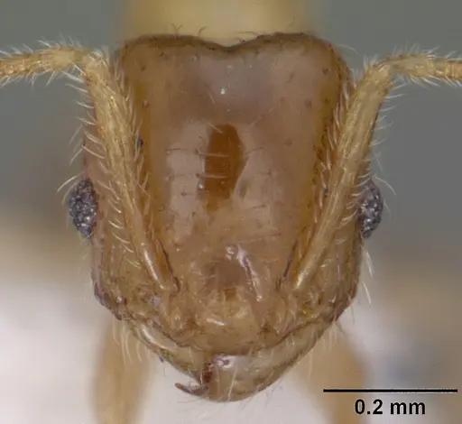 Pheidole tysoni - CASENT0104454