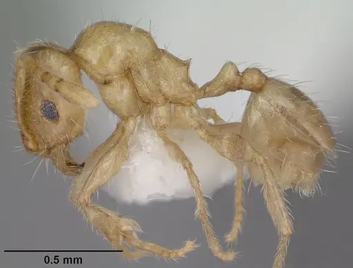 Pheidole tysoni - CASENT0104454