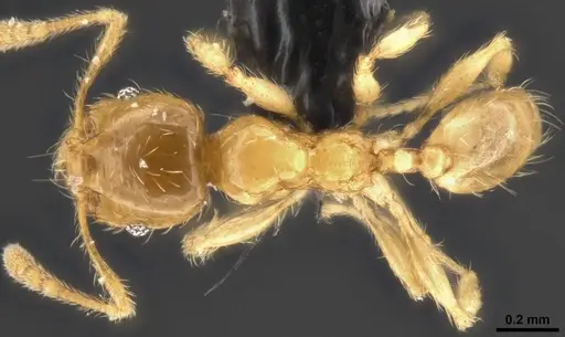 Pheidole tysoni - CASENT0282942