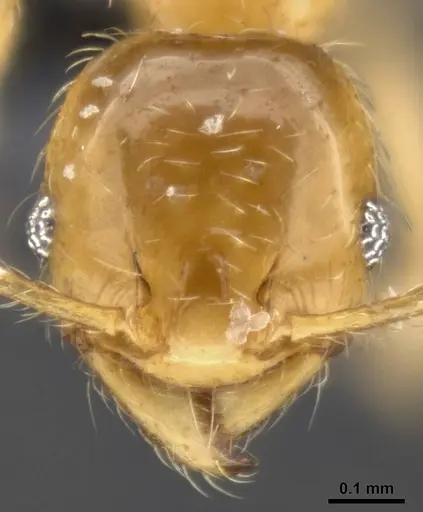Pheidole tysoni - CASENT0282942