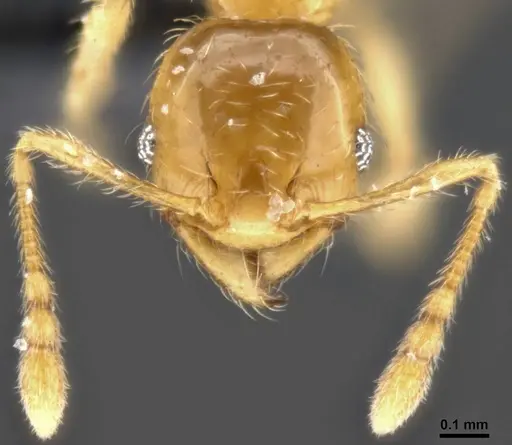 Pheidole tysoni - CASENT0282942