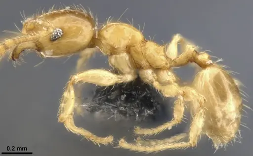 Pheidole tysoni - CASENT0282942