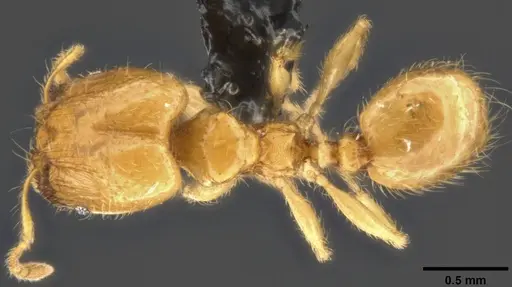 Pheidole tysoni - CASENT0282947