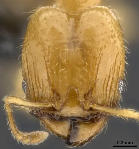 Pheidole tysoni - CASENT0282947