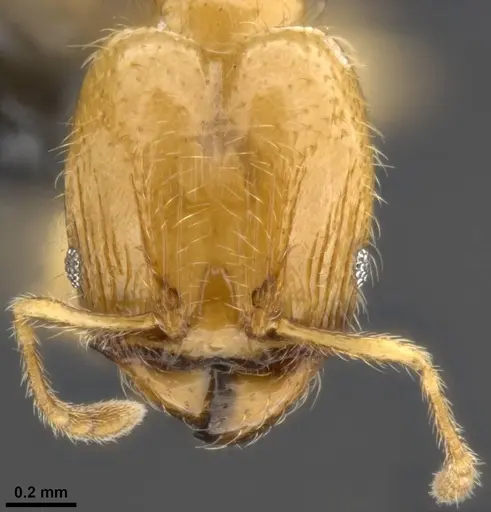 Pheidole tysoni - CASENT0282947
