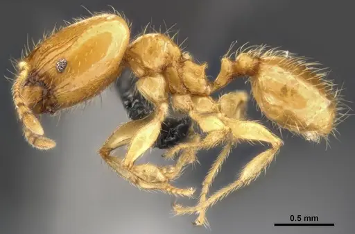 Pheidole tysoni - CASENT0282947