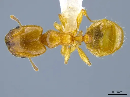 Pheidole tysoni - CASENT0619970