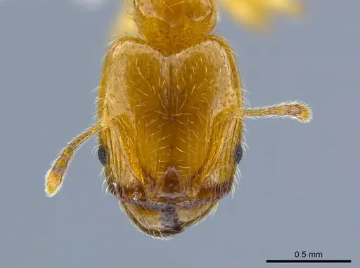 Pheidole tysoni - CASENT0619970
