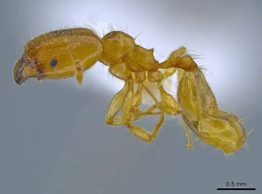 Pheidole tysoni - CASENT0619970