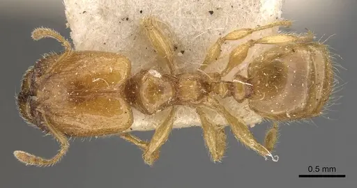 Pheidole tysoni - CASENT0908242