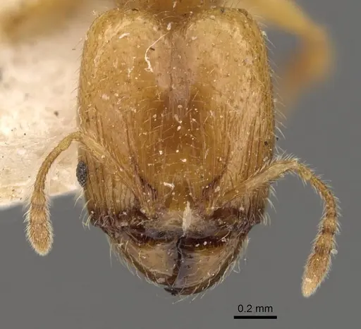 Pheidole tysoni - CASENT0908242
